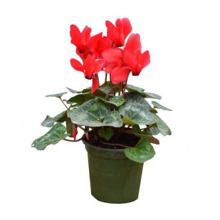 Cyclamen (4.5" Plant)