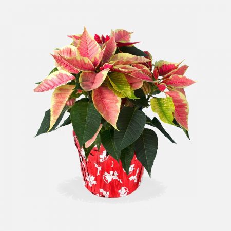 Marble Poinsettia (4.5" Plant)