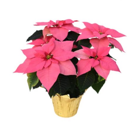 Pink Poinsettia (4.5" Plant)