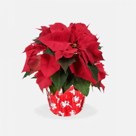 Red Poinsettia (4.5" Plant)