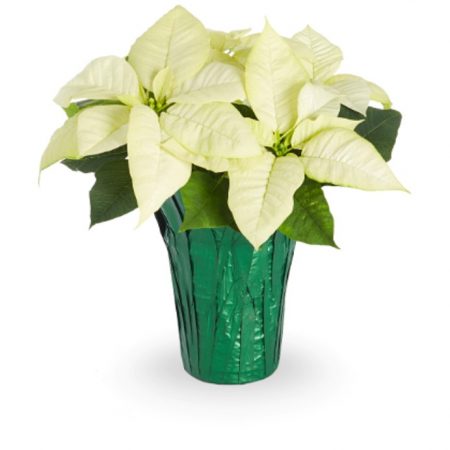 White Poinsettia (4.5" Plant)