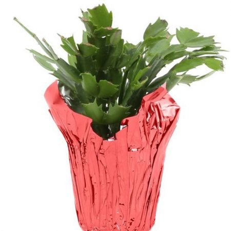 Christmas Cactus (4.5" Plant)