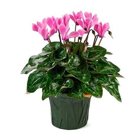 Cyclamen (6" Plant)