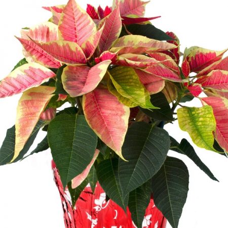 Marble Poinsettia (7" Plant)