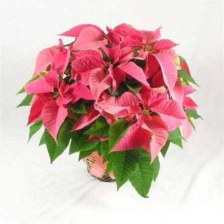 Pink Poinsettia (6.5" Plant)