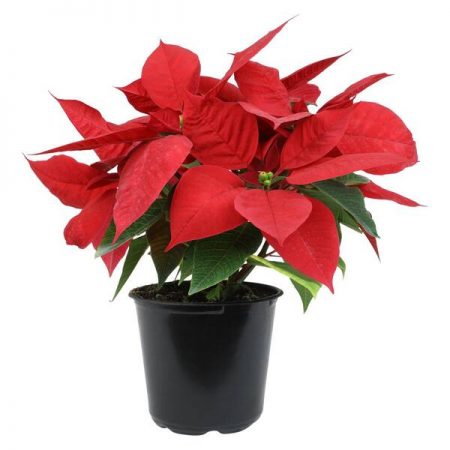 Red Poinsettia (6.5" Plant)