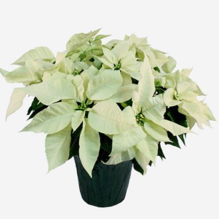 White Poinsettia (6.5" Plant)