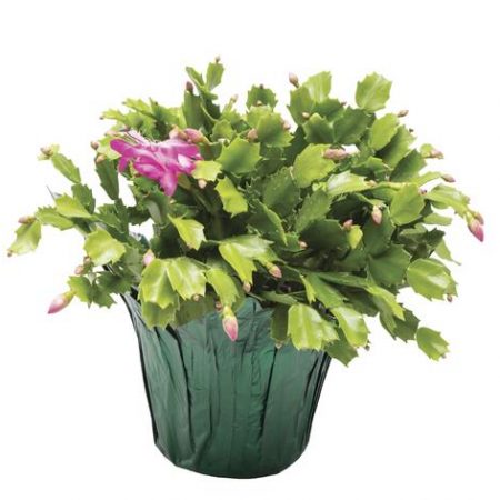 Christmas Cactus (6" Plant)