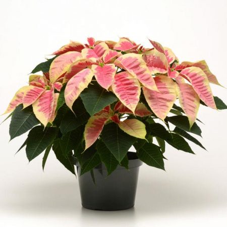 Marble Poinsettia (6.5" Plant)