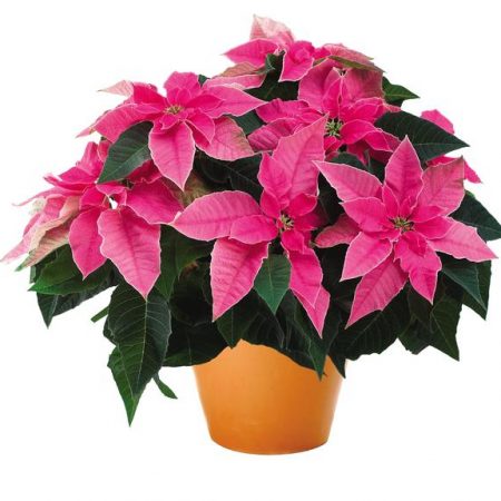 Pink Poinsettia (7" Plant)