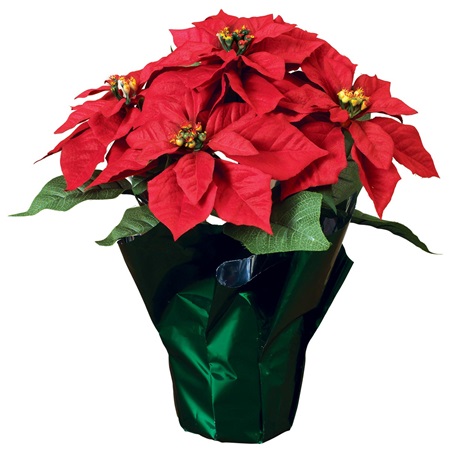 Red Poinsettia (7" Plant)