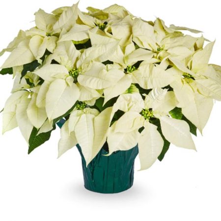 White Poinsettia (7" Plant)