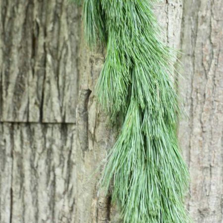 25' White Pine Roping